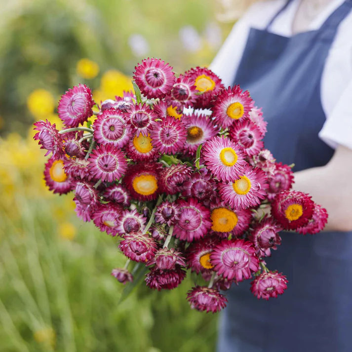 Strawflower Seeds - Purple Red