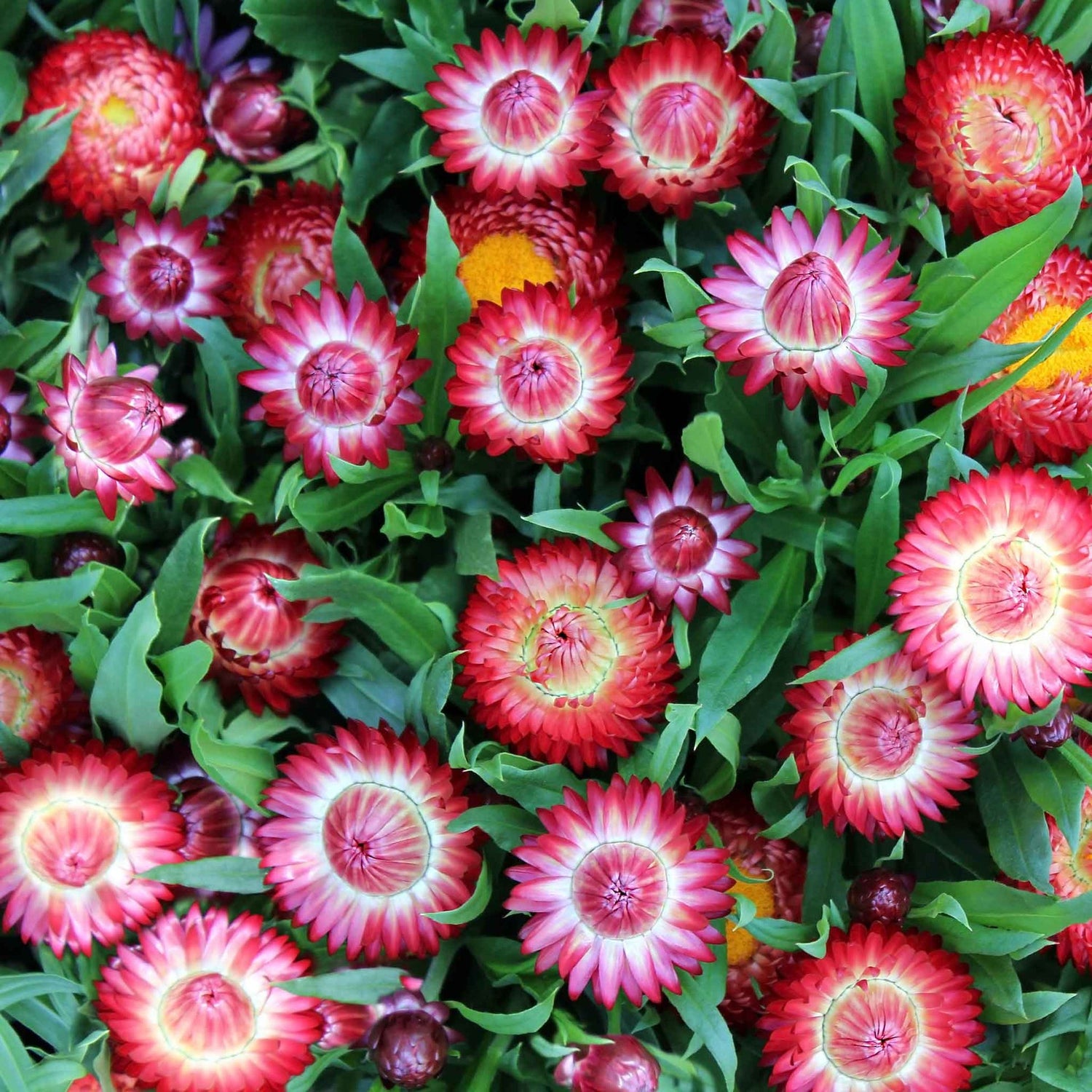 Strawflower Seeds - Purple Red