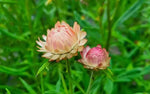 Strawflower Salmon Rose Seeds for Planting - Heirloom and Non-GMO Garden Seeds Dhara Seeds