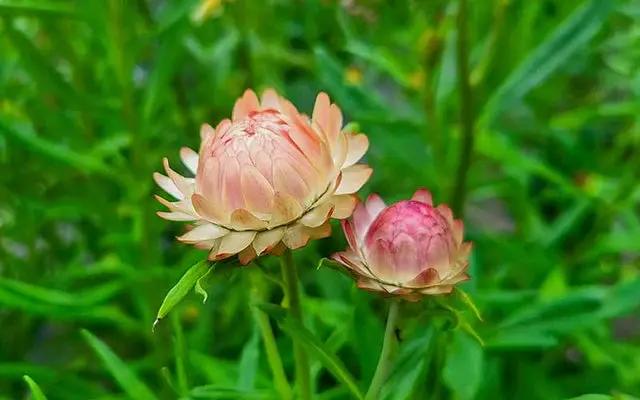 Strawflower Salmon Rose Seeds for Planting - Heirloom and Non-GMO Garden Seeds Dhara Seeds