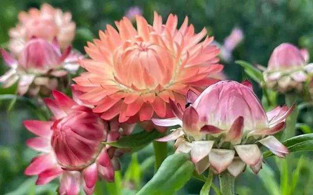 Strawflower Salmon Rose Seeds for Planting - Heirloom and Non-GMO Garden Seeds Dhara Seeds