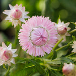 flowers high quality flower seeds for growing vibrant and colorful blooms in home gardens and landscapes organic flowers premium organic flower seeds for sustainable gardening and beautiful blossoms suitable for all climates