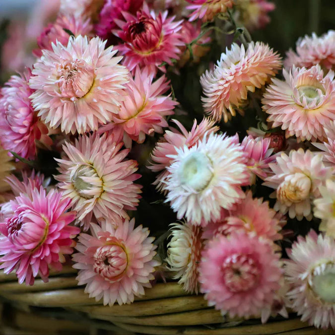 Strawflower Seeds - Silvery Rose