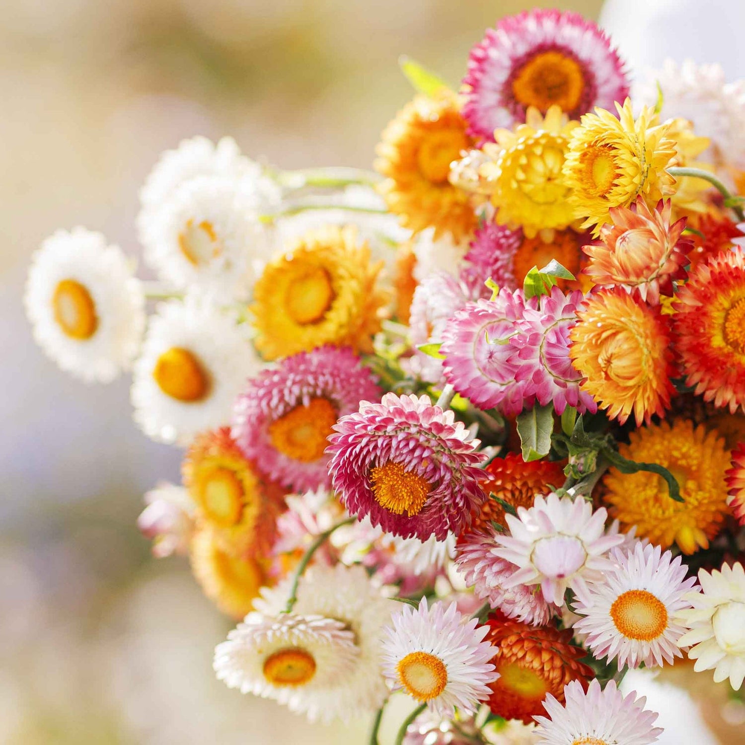 Strawflower Seeds - Swiss Giant Mix