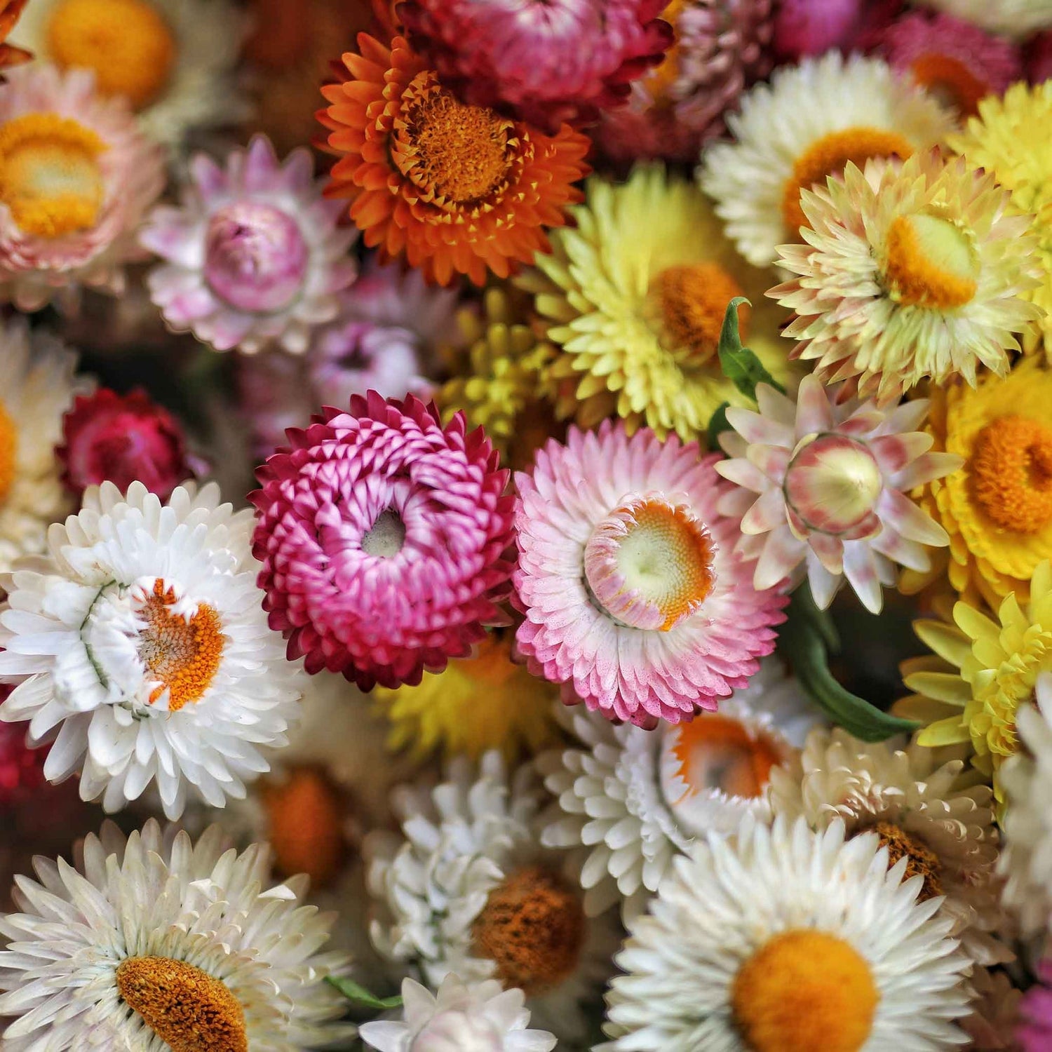 Strawflower (Dwarf) Seeds - Tom Thumb Mix