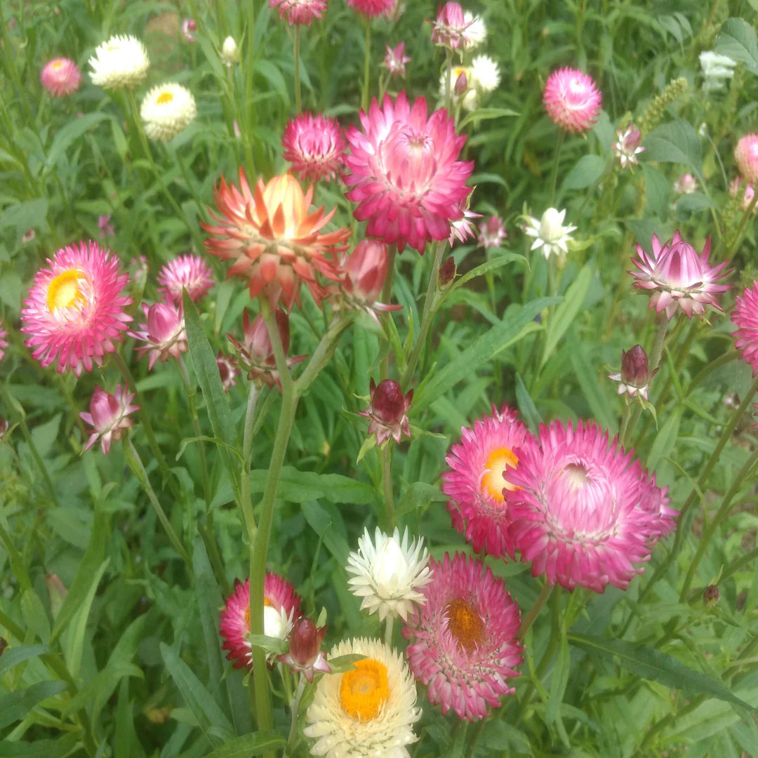 King Size Raspberry Rose
 Strawflower Seed