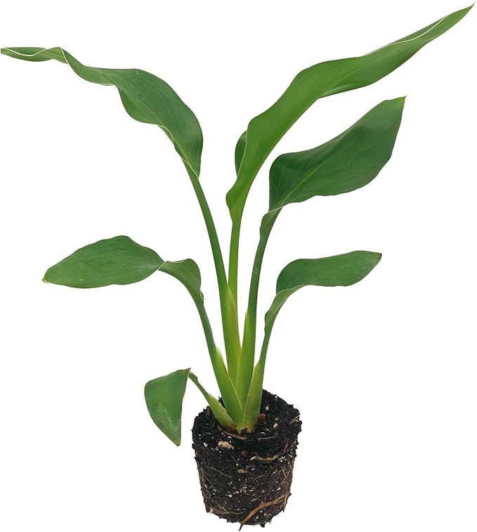 Strelitzia Strelitzia Reginae Bird of Paradise Flower Seeds for Planting – Tropical Blooms for Indoor and Outdoor Gardens - Dharaseeds