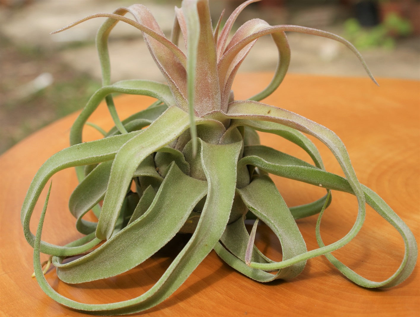 Heirloom Non-GMO Green Tillandsia Streptophylla Seeds for Garden Planting – Unique Plant Variety