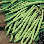 Stringless Bean Vegetable Seeds for Planting - 100 Pcs pcs - Dharaseeds