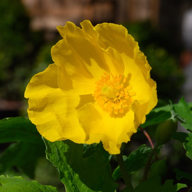 Stylophorum Lasiocarpum Flower Seeds for Planting, Heirloom, Non-GMO, 100 for planting in home garden