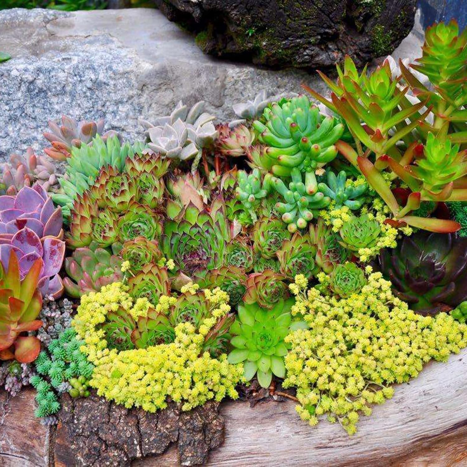 Heirloom Non-GMO Sedum Album Flower Seeds for Planting – Low-Maintenance Ground Cover Blooms
