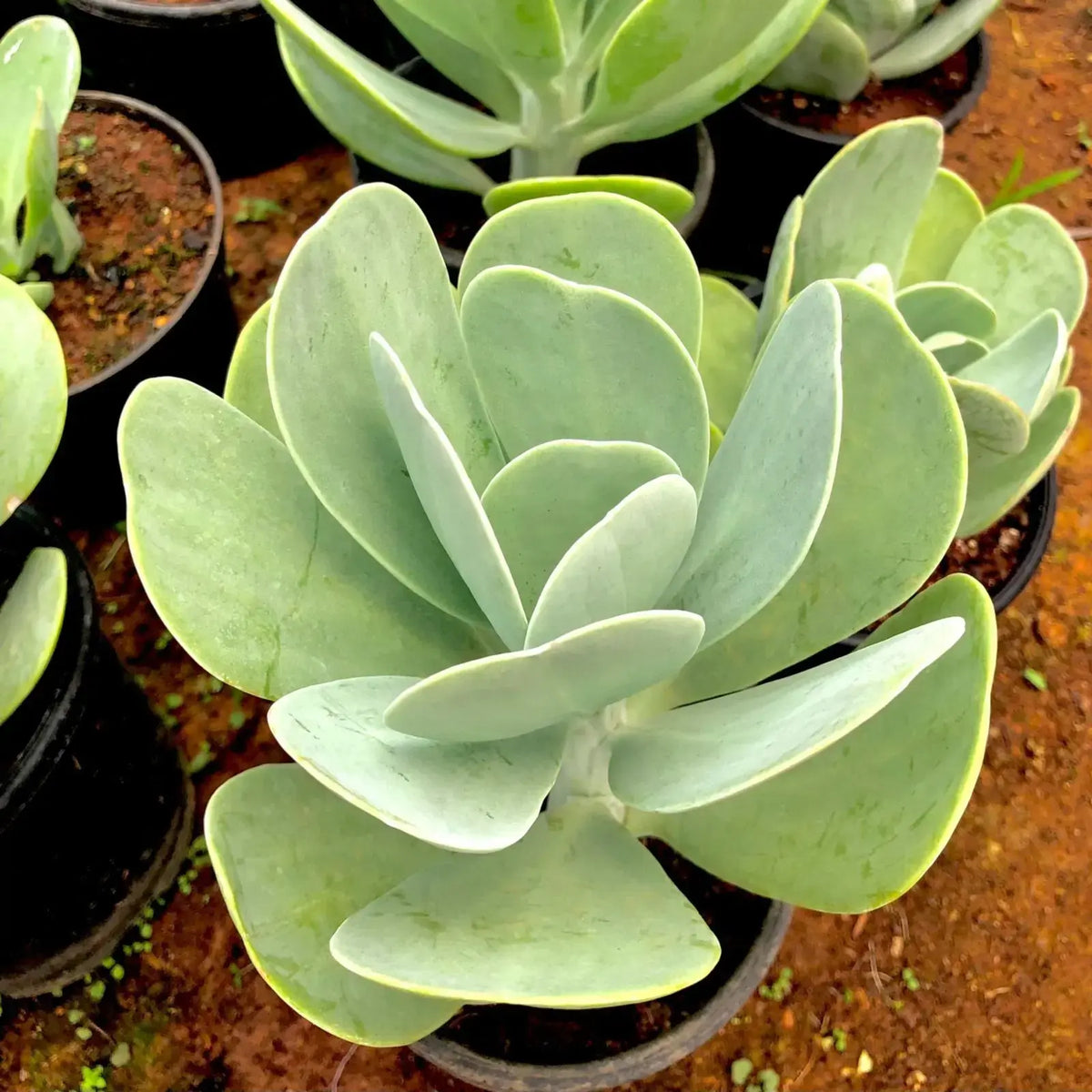 Succulent kalanchoe seeds for planting