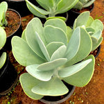 Succulent kalanchoe seeds for planting