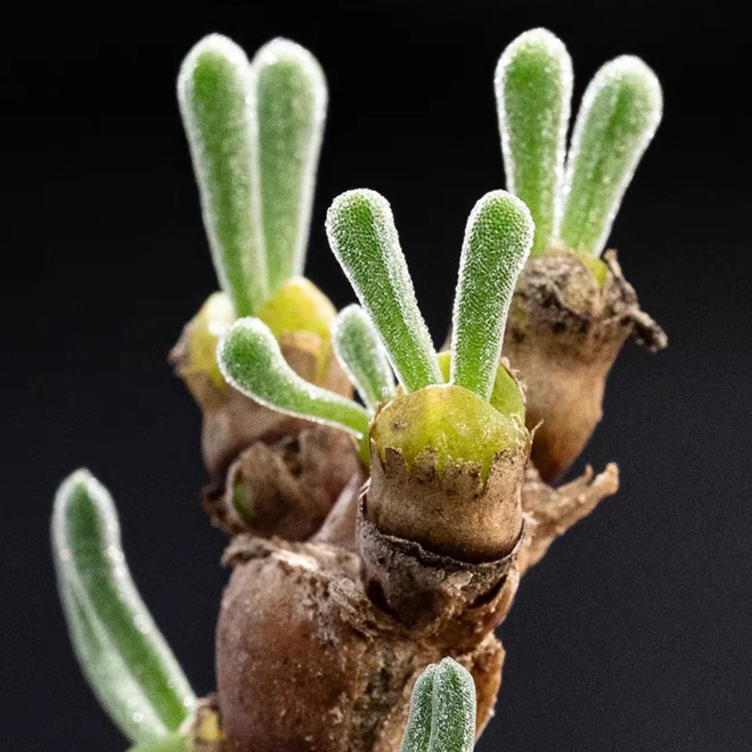 Succulent seeds resembling rabbit-style decorative figures