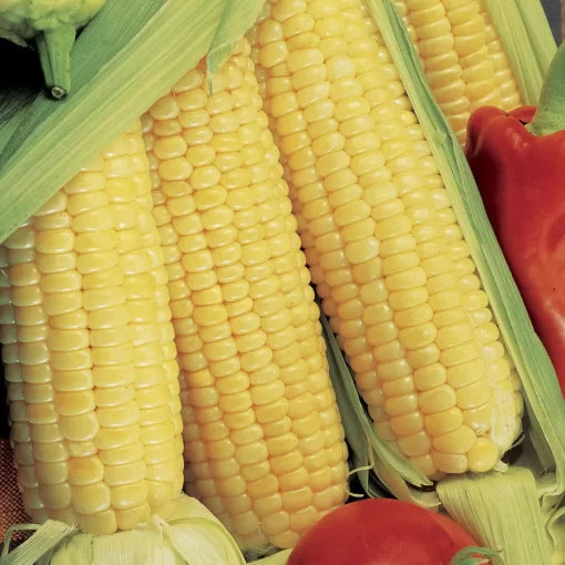 Sugar Buns corn seeds organic non GMO high germination