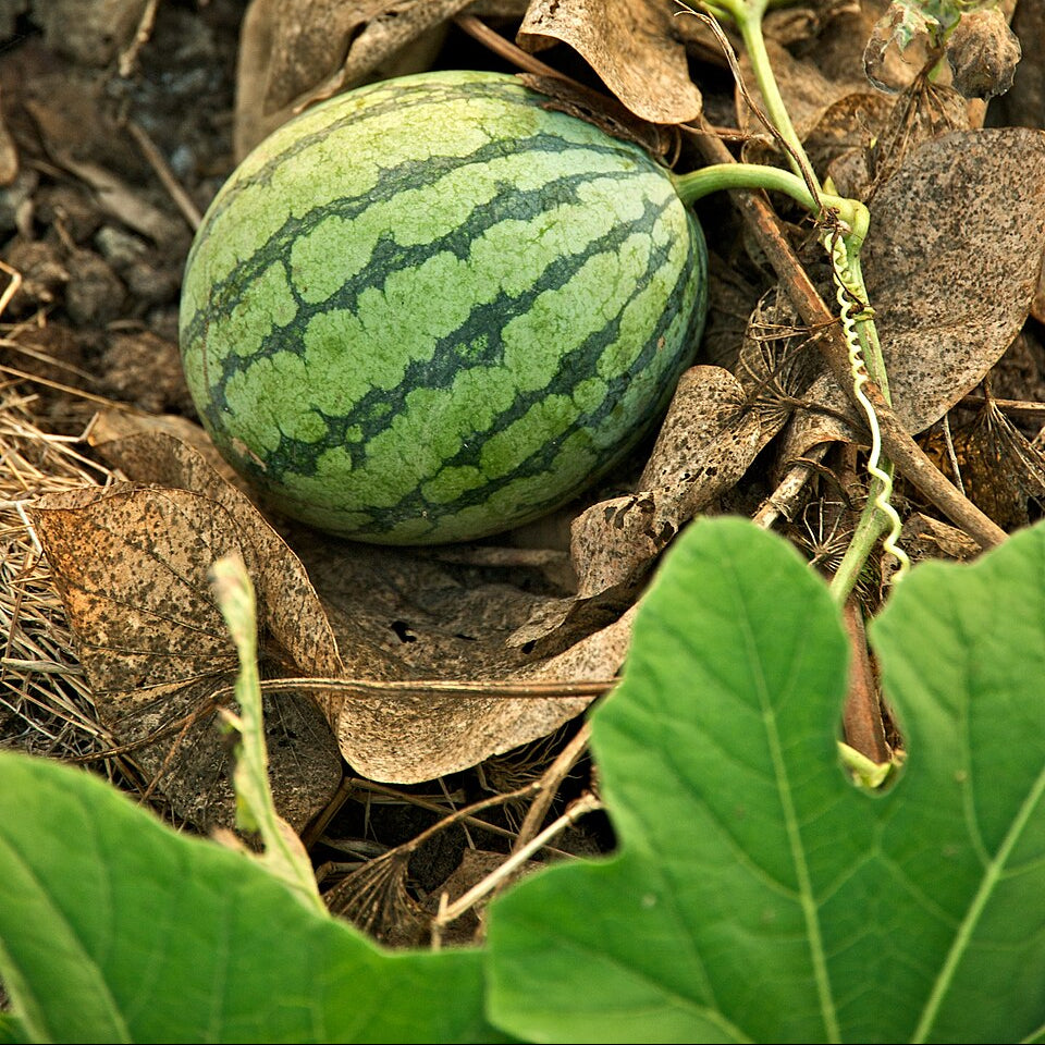 Sugar Pot watermelon fruit grown from premium watermelon seeds