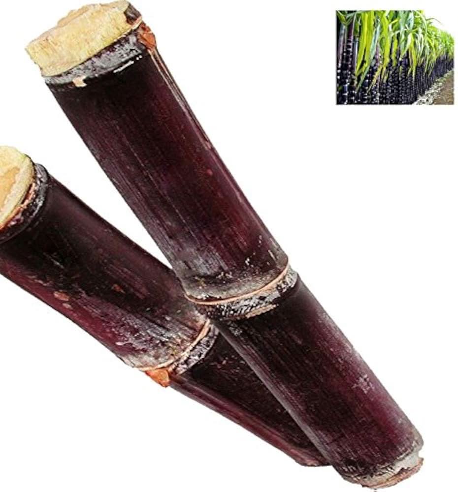 Non-GMO, heirloom sugarcane herb seeds for planting in tropical garden