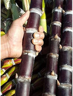 Sugarcane plants growing in backyard garden with sunlight exposure