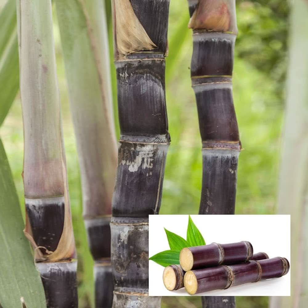 Closeup of Sugarcane seeds growing in tropical garden for home gardening