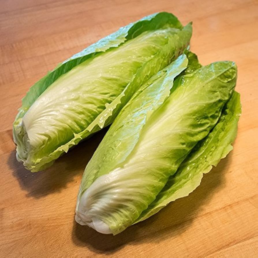 Sugarloaf Endive Seeds – Crisp Escarole with Sweet Heart and Rich Texture - Dharaseeds