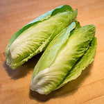 Sugarloaf Endive Seeds – Crisp Escarole with Sweet Heart and Rich Texture - Dharaseeds