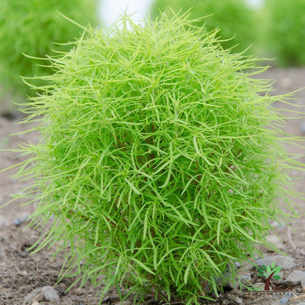Kochia ornamental seeds with vibrant seasonal foliage