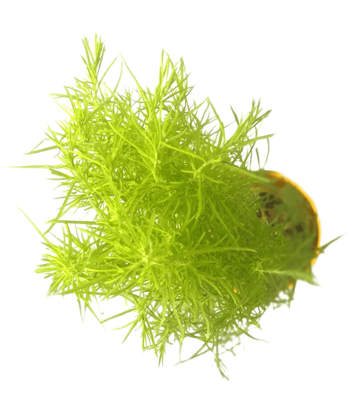 Summer Cypress seeds fast-growing ornamental plant for gardens