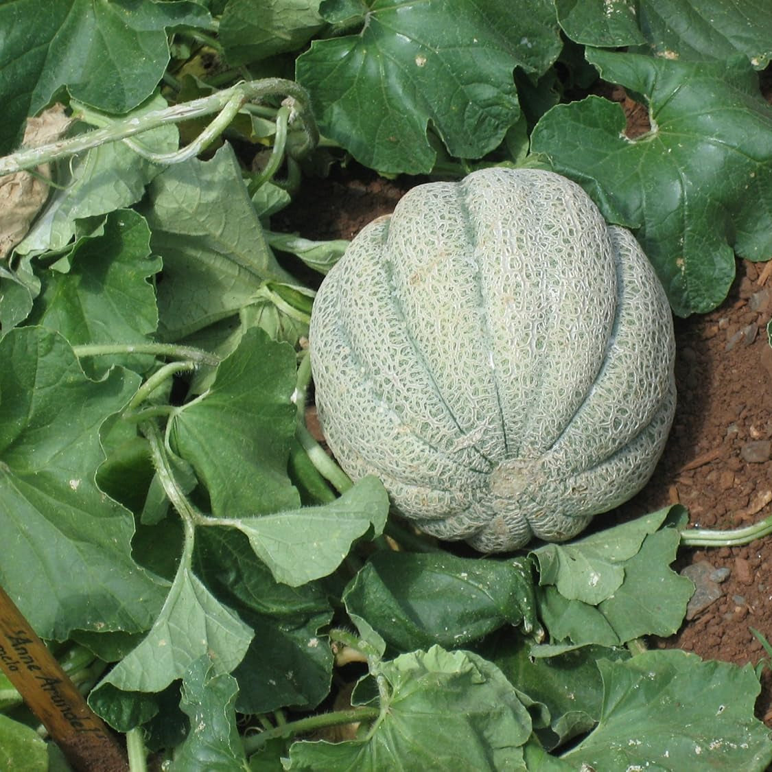 Summer garden muskmelon plants thriving in warm climates