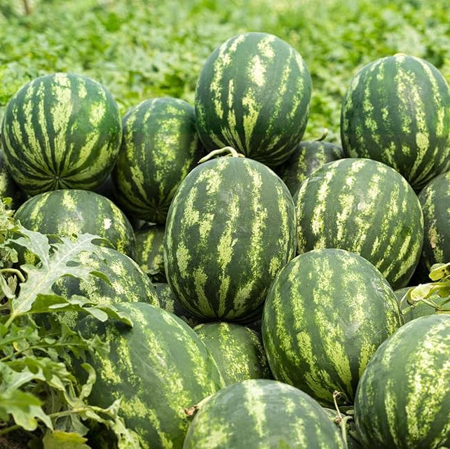 Watermelon plant seeds for summer backyard gardening