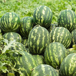 Watermelon plant seeds for summer backyard gardening