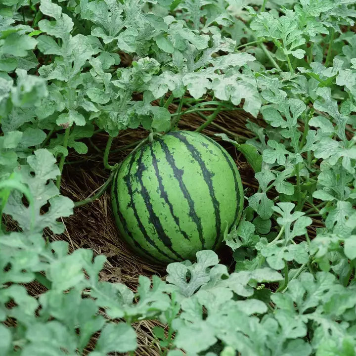 Summer garden Watermelon seeds Cal Sweet variety
