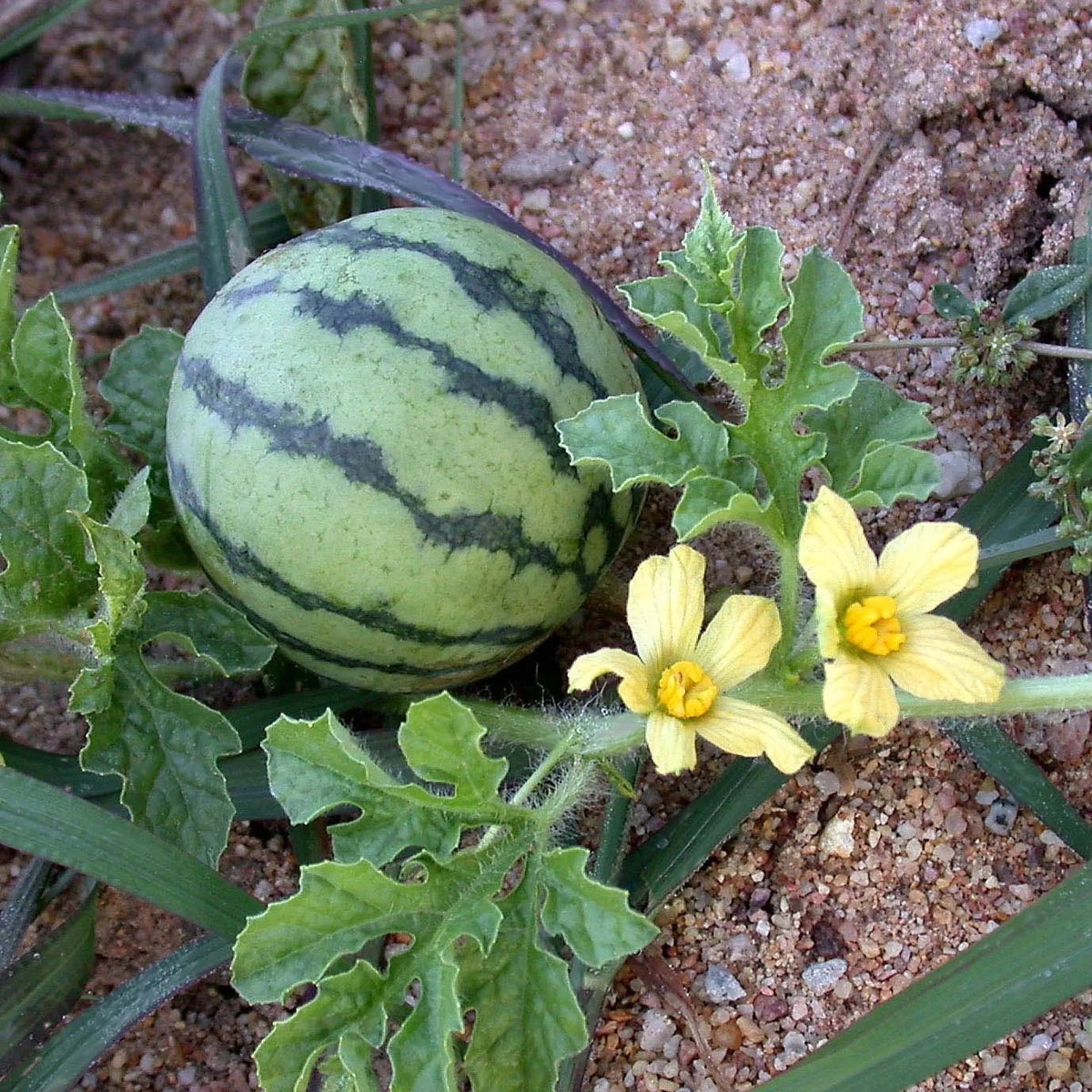 Summer Harvest Watermelon Seeds for Backyard Gardening