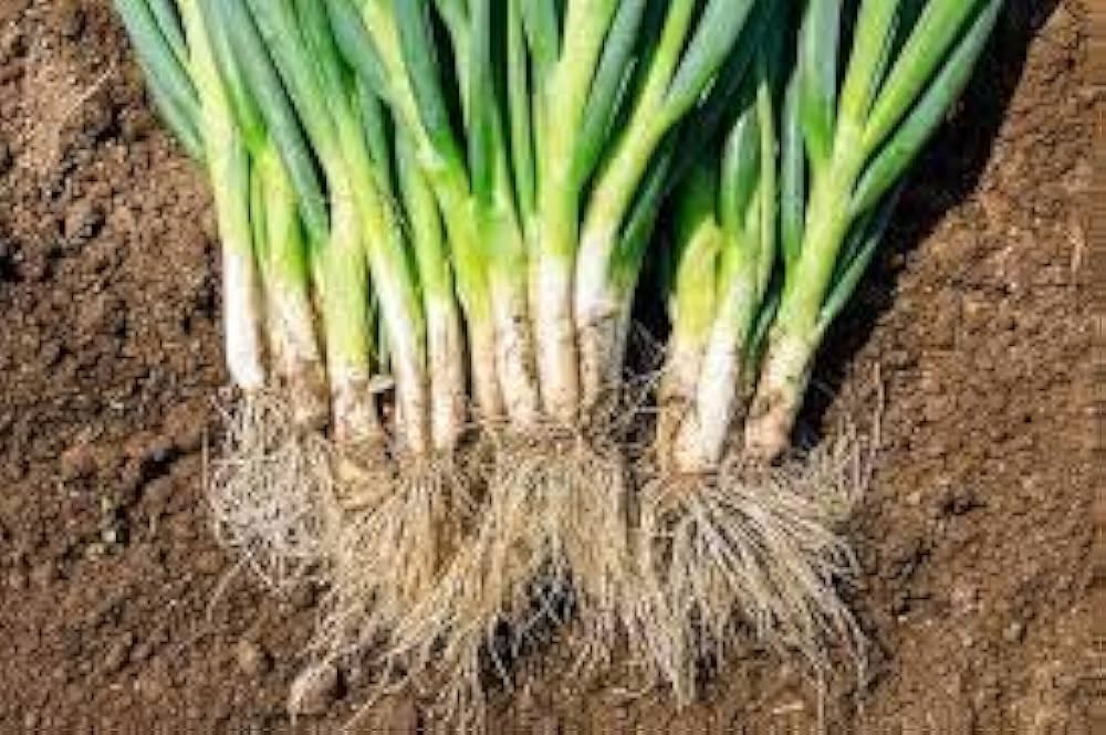 Summer Island Onion Seeds – Sweet & Tender Onions in Conventional & Pelletized Forms - Dharaseeds