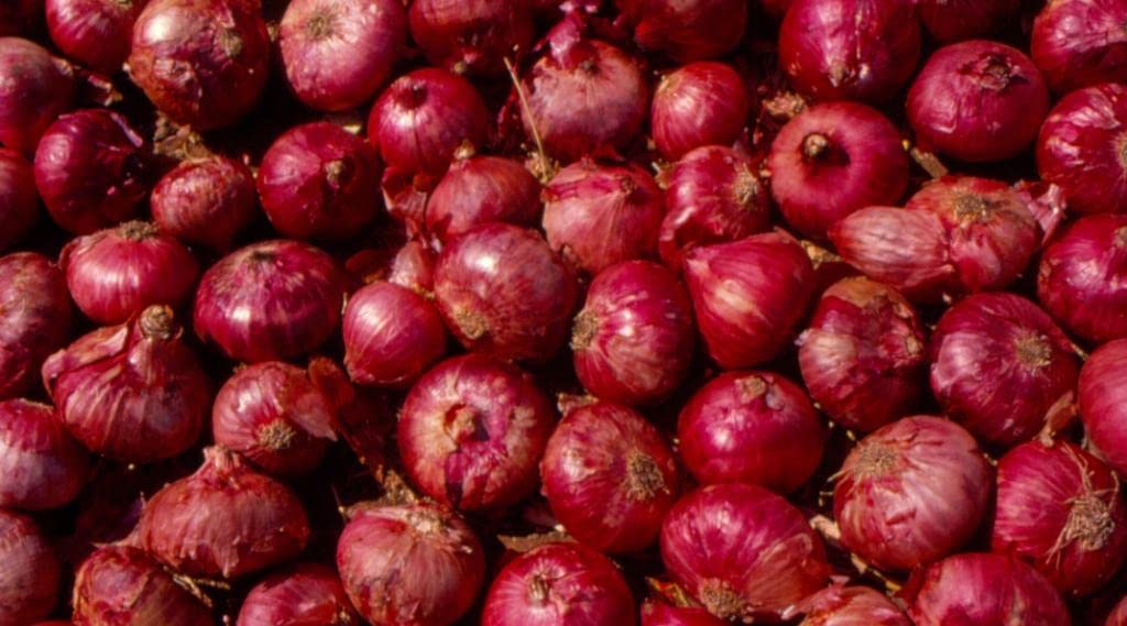 Summer Island Onion Seeds – Sweet & Tender Onions in Conventional & Pelletized Forms - Dharaseeds