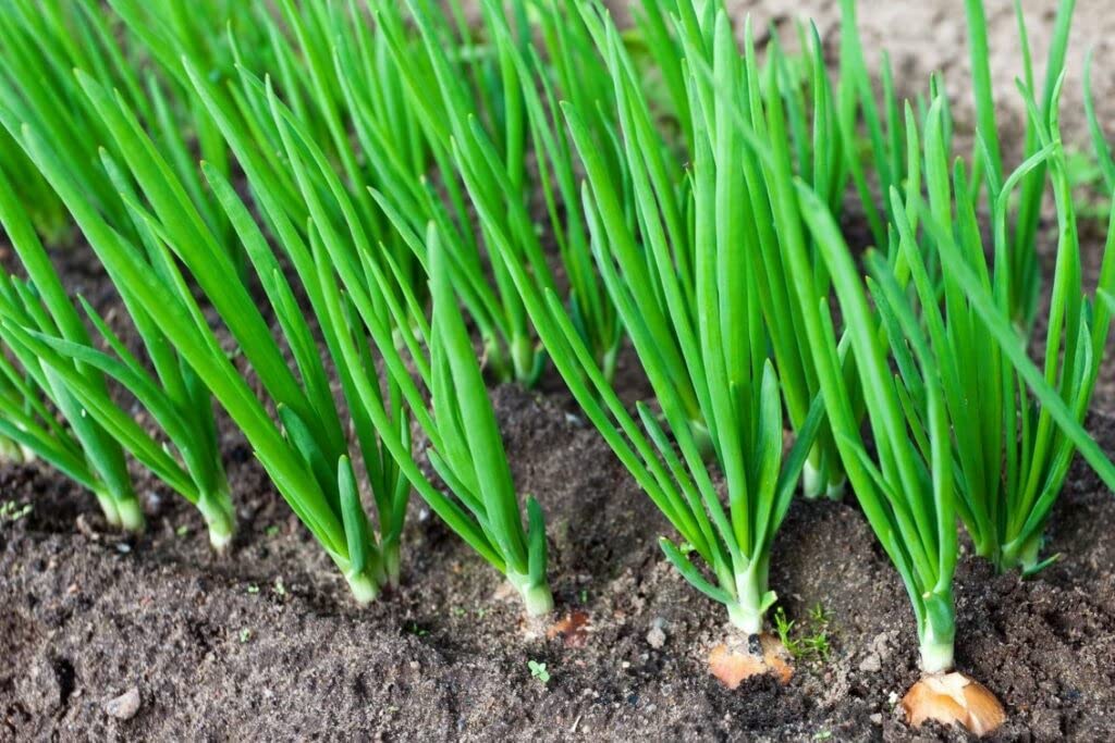 Summer Island Onion Seeds – Sweet & Tender Onions in Conventional & Pelletized Forms - Dharaseeds