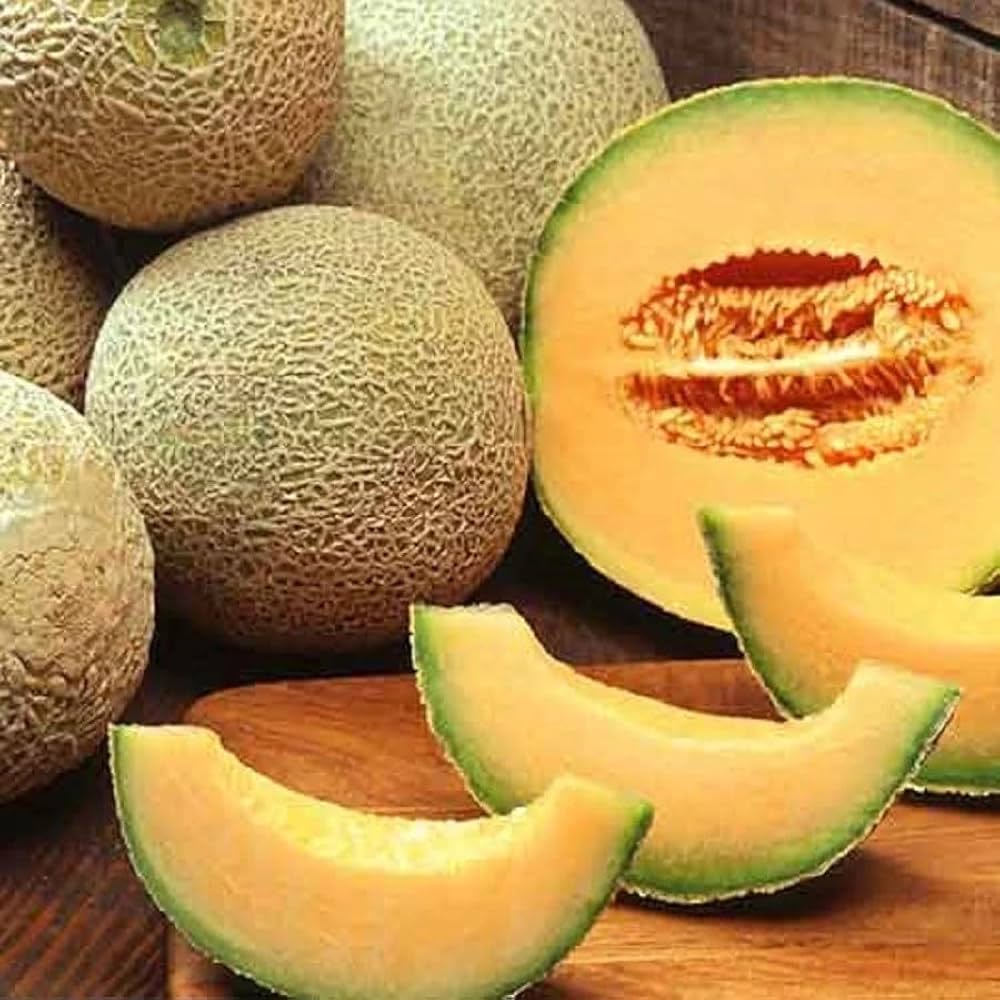 Summer garden melon seeds for warm climate