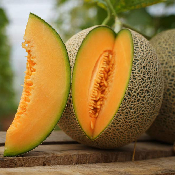 summer melon seeds non gmo for warm climate
