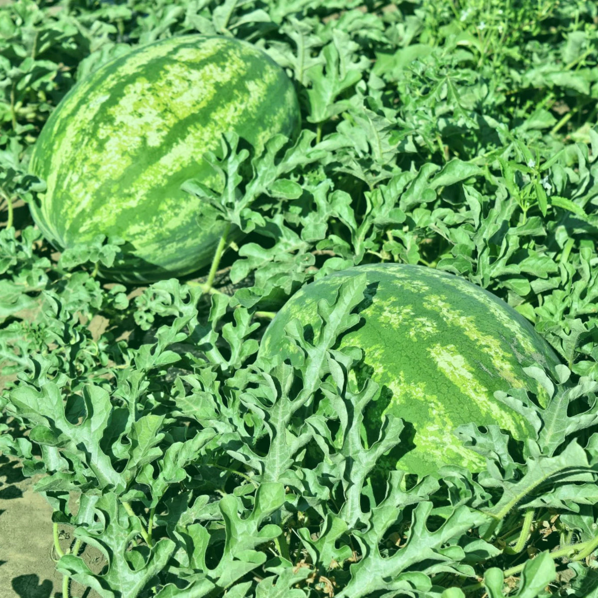 Summer watermelon garden grown from high quality seeds