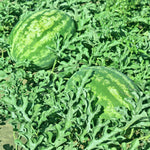 Summer watermelon garden grown from high quality seeds