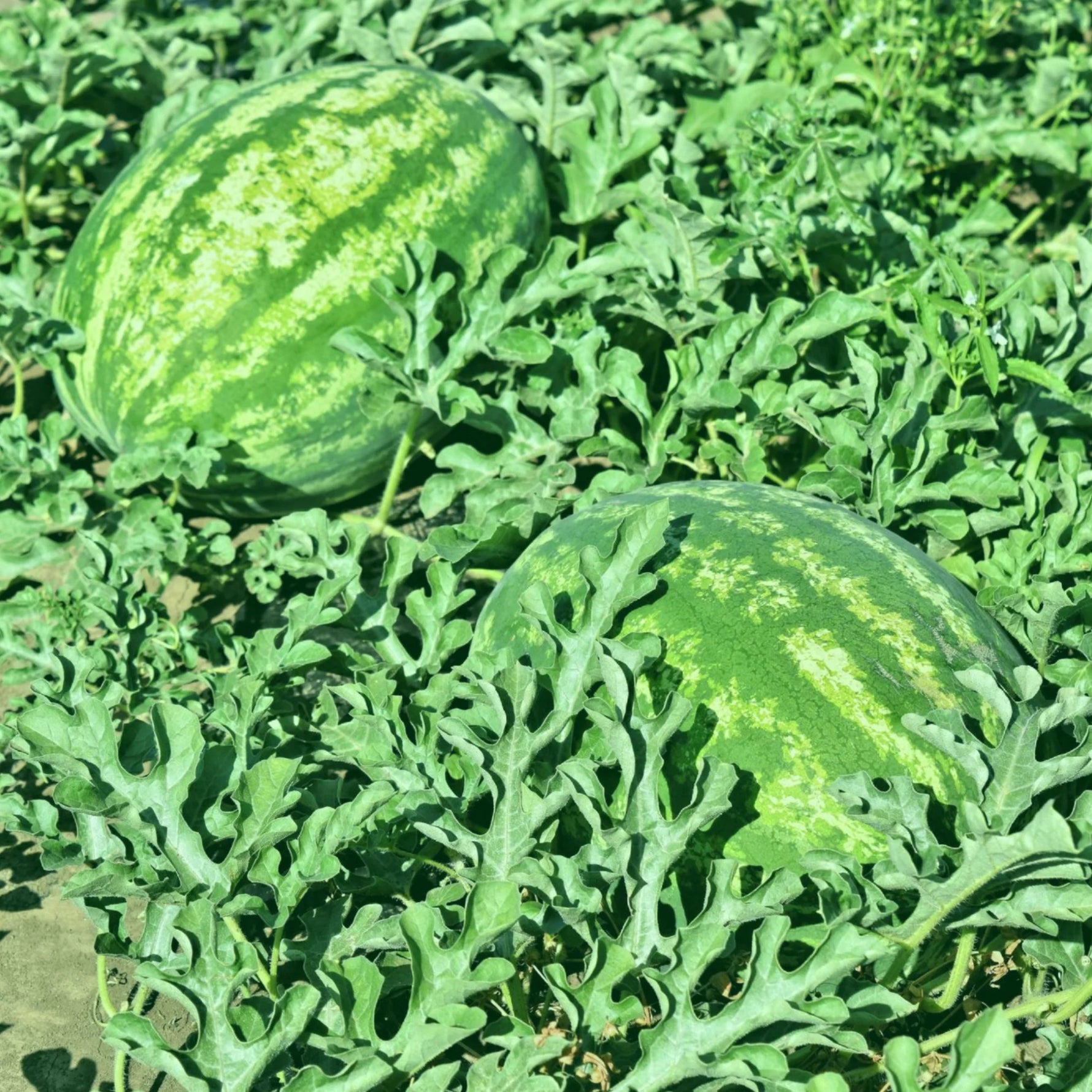 Summer watermelon garden grown from high quality seeds