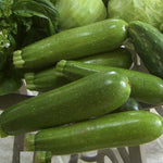 Summer Zucchino Pettine seeds – tender zucchini variety for summer harvest - Dharaseeds