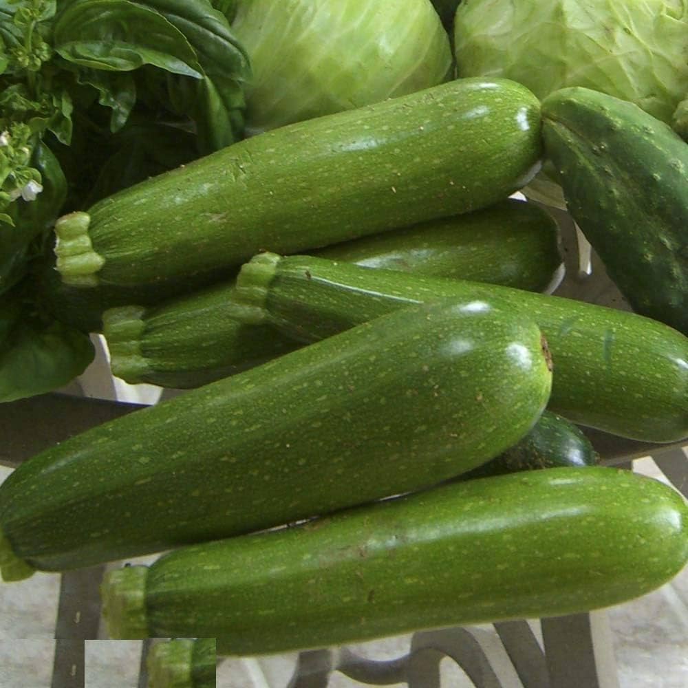 Summer Zucchino Pettine seeds – tender zucchini variety for summer harvest - Dharaseeds
