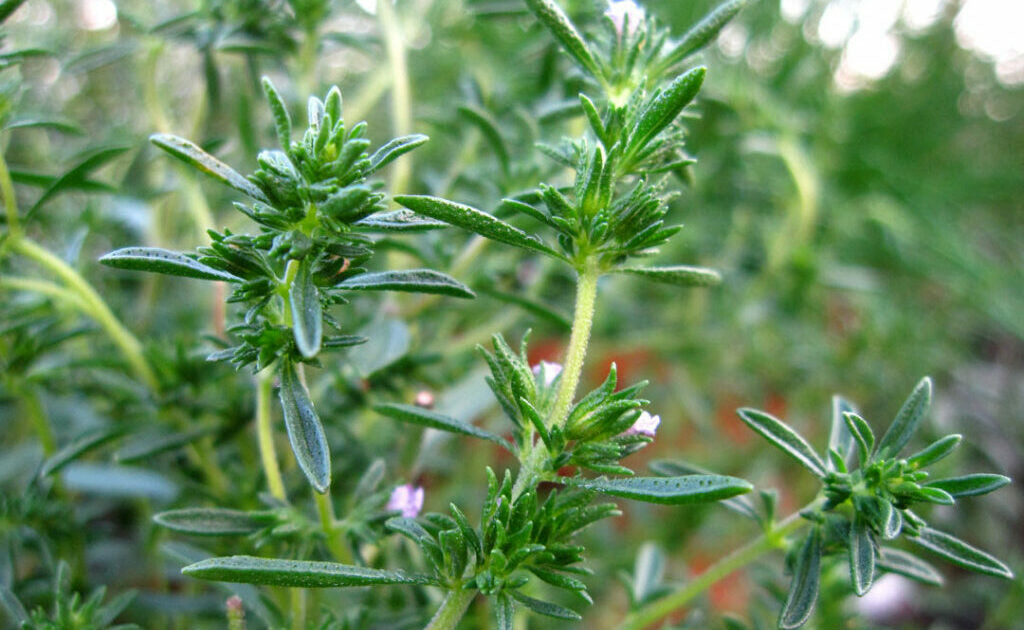 Summer Savory