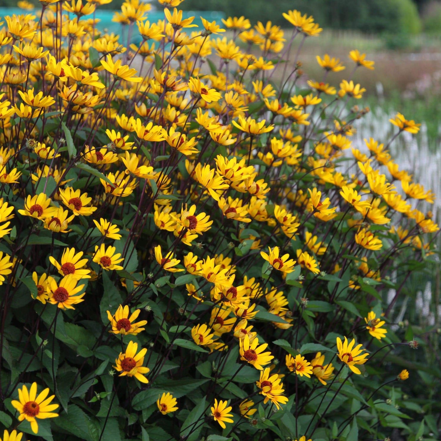 Heliopsis Summer Nights - Seeds