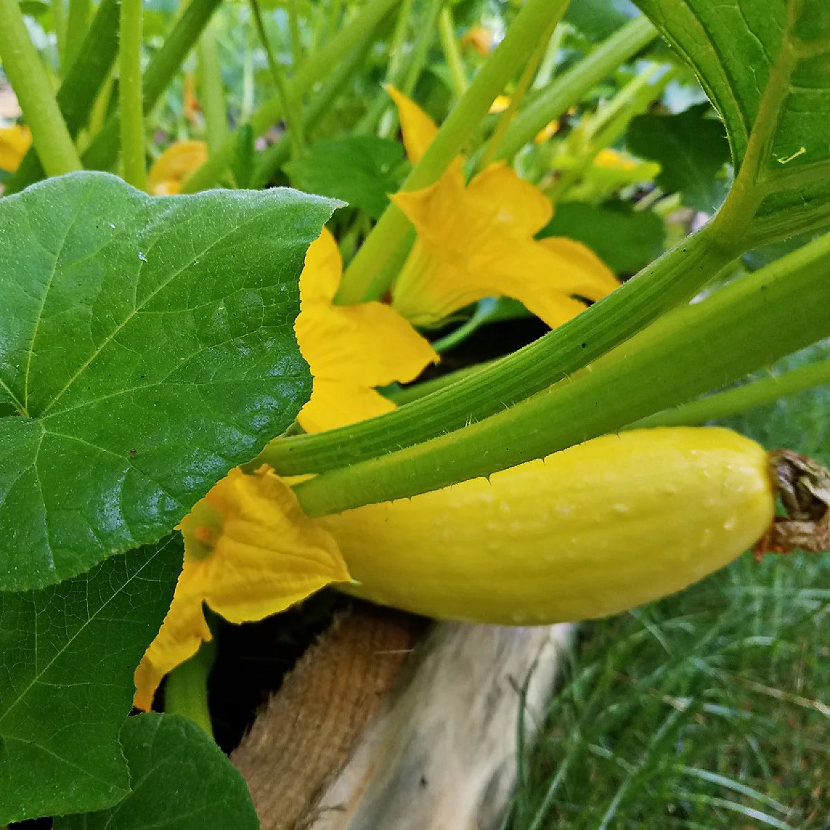 Crookneck Vegetable Seeds for Planting