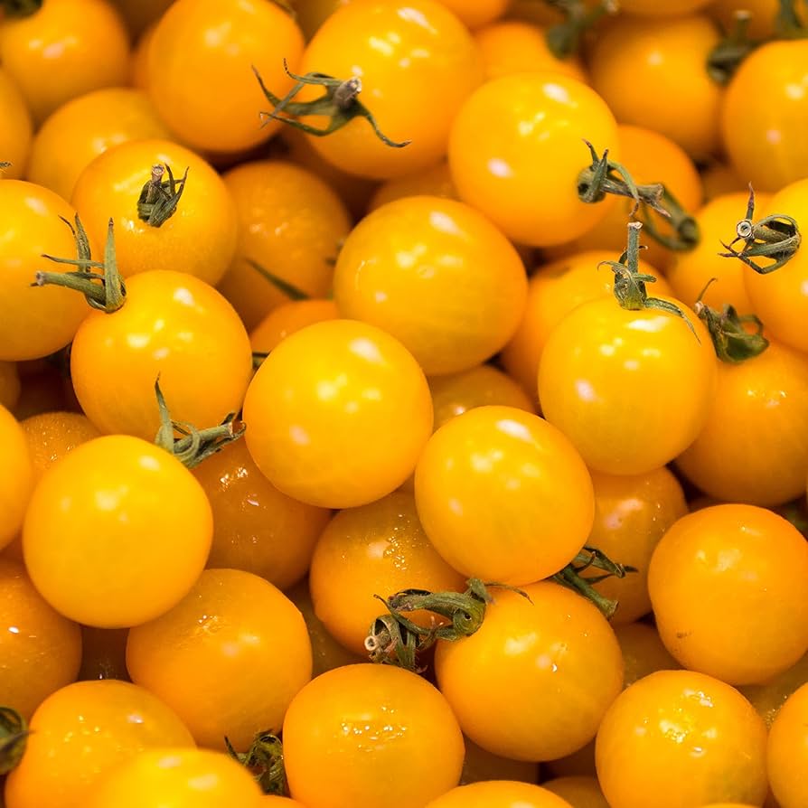 Sun Zucker FT Hybrid Tomato Seeds – Fruity Yellow Tomato with Intense Sweetness - Dharaseeds