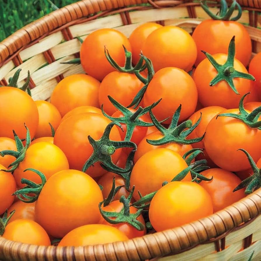 Sun Zucker FT Hybrid Tomato Seeds – Fruity Yellow Tomato with Intense Sweetness - Dharaseeds