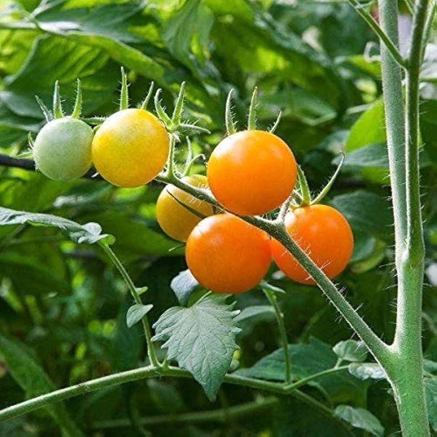 Sun Zucker FT Hybrid Tomato Seeds – Fruity Yellow Tomato with Intense Sweetness - Dharaseeds