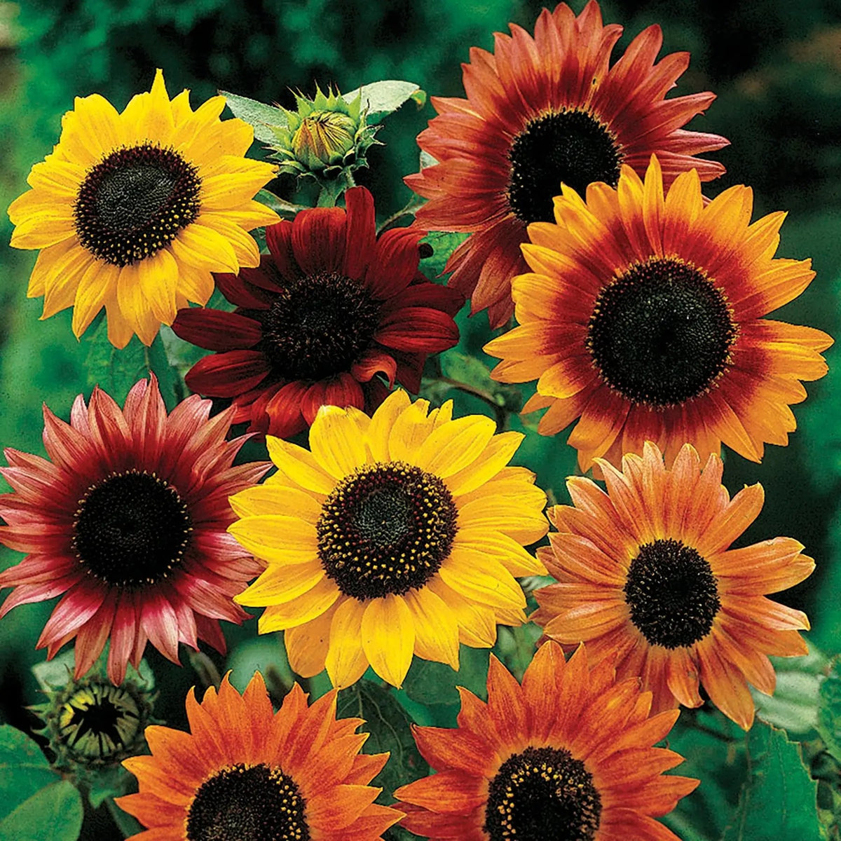 Heirloom Mixed Sunflower Seeds for Planting – Non-GMO, Colorful Flower Seeds for Vibrant Gardens for planting in home garden