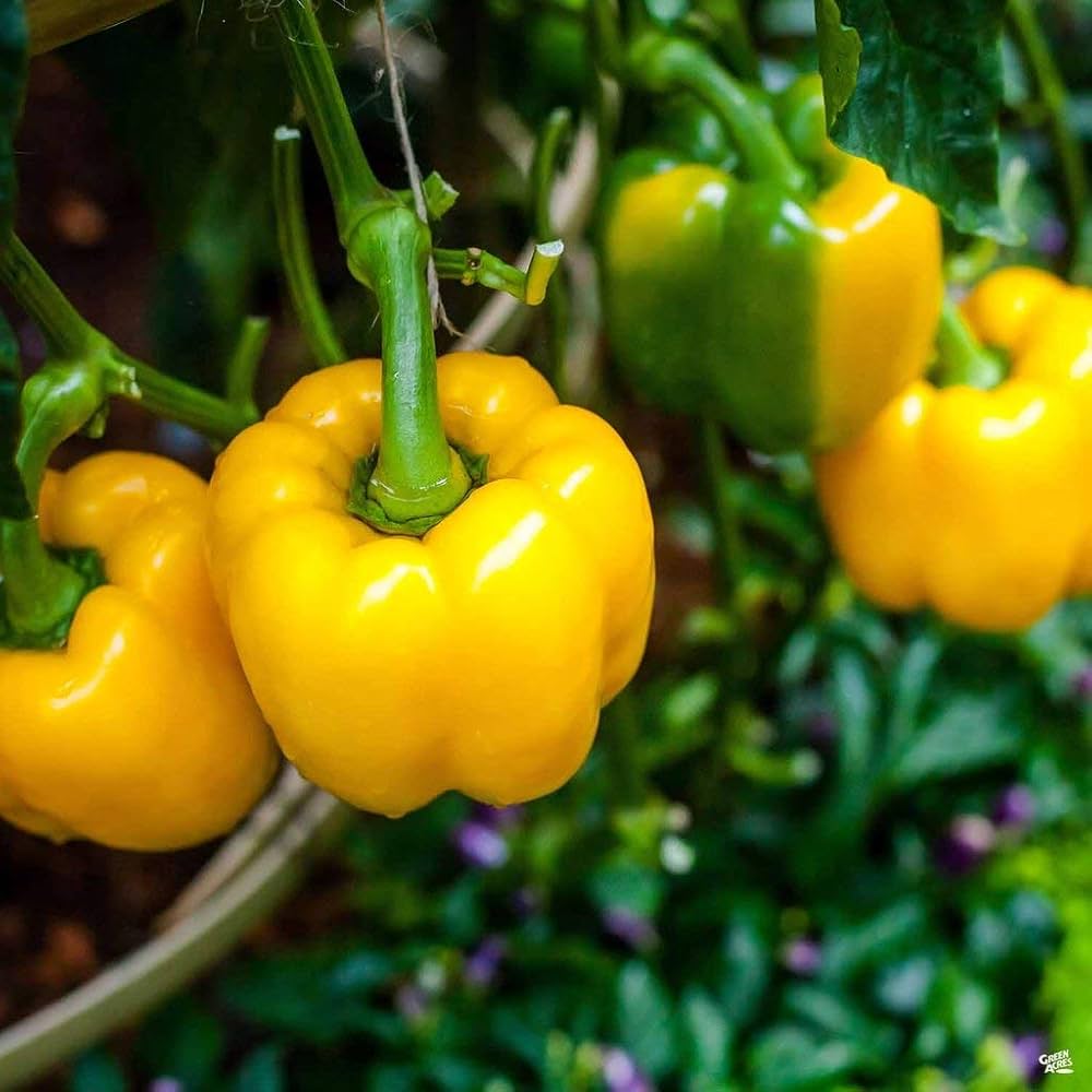 Sunbright Paprika seeds – Gold Vault jumbo - size sweet pepper variety - Dharaseeds